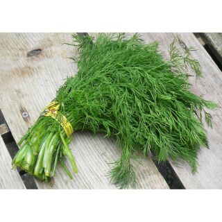 Hạt giống rau Thì là