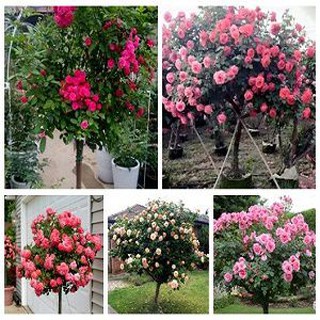 Hạt giống hoa hồng thân gỗ
