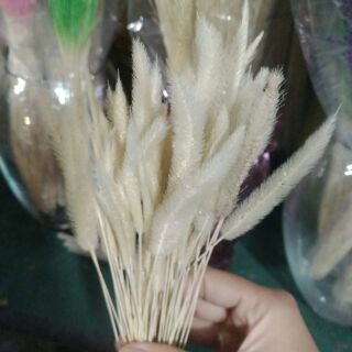 Cỏ sâu róm