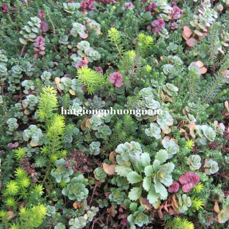 Hạt giống sen đá Sedum mix chất lượng túi 50 hạt