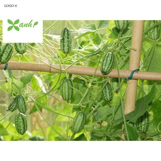 Hạt Giống Dưa Hấu Mini - 10 Hạt