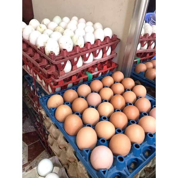 Vỉ 30, trứng vit tươi