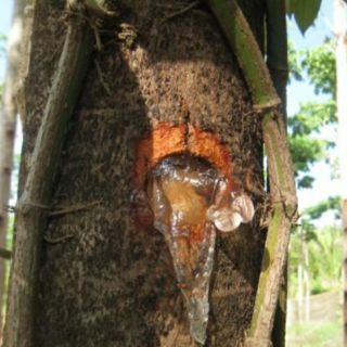 Tuyết Yến Phan Rang (Mủ Trôm)