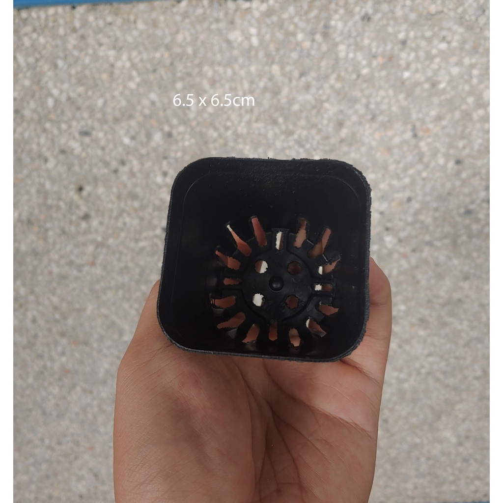 Châu Vuông Nhựa Đen Trồng Cây Sen Đá Cây Bắt Mồi Cây Ăn Thịt Nhiều Kích Thước 6.5 cm - 7cm - 15 cm