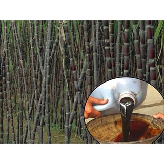 Rỉ Mật Đường Loại 1L