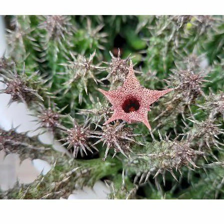 Sao biển Stapelianthus Decaryi