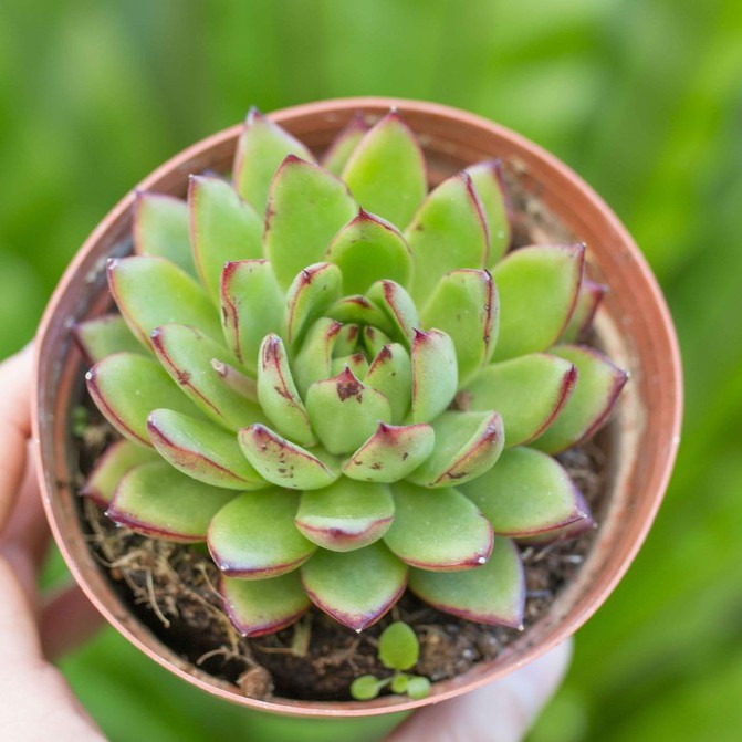 Sen đá viền lửa cỡ vừa 9-11cm - Vườn sen đá