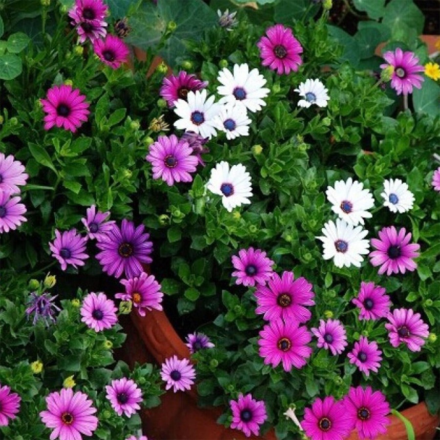 Hạt Giống Hoa Cúc Châu Phi F1 loại siêu dễ trồng dễ chăm sóc kháng sâu bệnh [ gói 50gram , 100gram, 200gram]