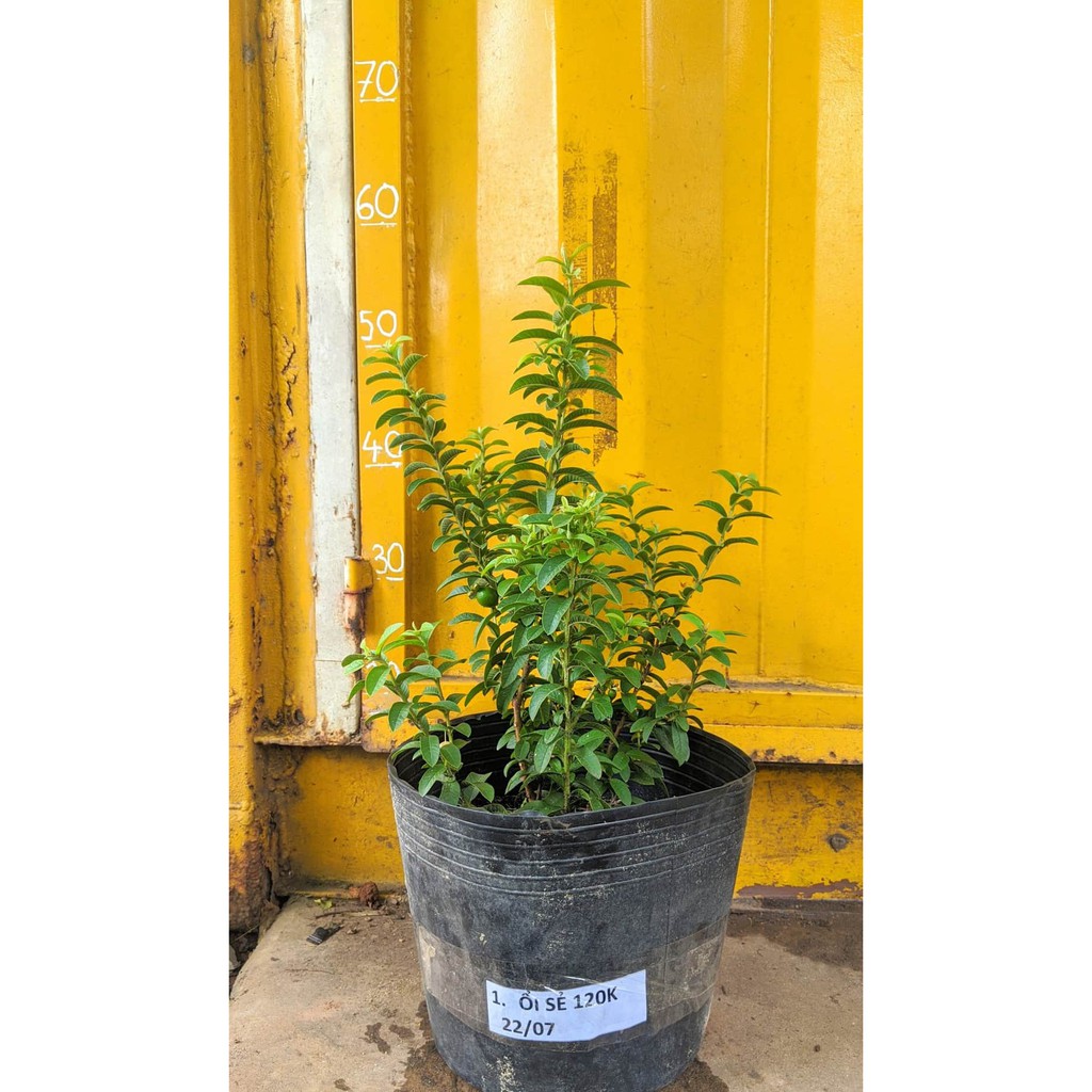 Ổi sẻ Nhật cây đang trái