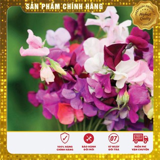 BỘ 02 gói hạt giống hoa đậu thơm ( 10 hạt/ gói ) tặng kèm 01 gói phân bón