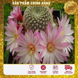 Hạt giống Xương rồng nhiều màu dể bàn làm việc gói 15-20 hạt