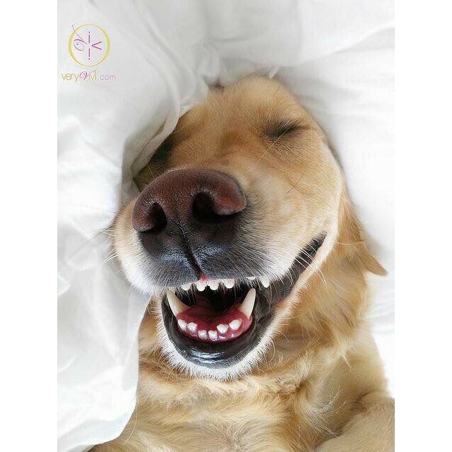 Xịt thơm miệng cho chó TRIXIE Dental Care Sạch răng, thơm miệng, hơi thở thơm mát dịu êm