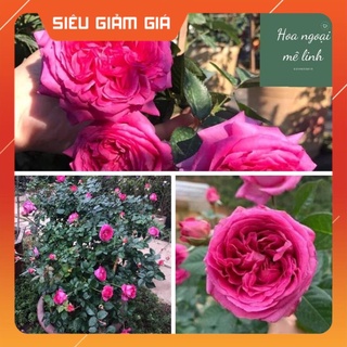 Hoa Hồng ngoại lafont sắc hồng sen   siêu thơm -Hoangoaimelinh Gía Rẻ Gía Rẻ