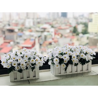 Hàng rào cúc họa mi cắm sẵn siêu đẹp - ảnh thật như hình