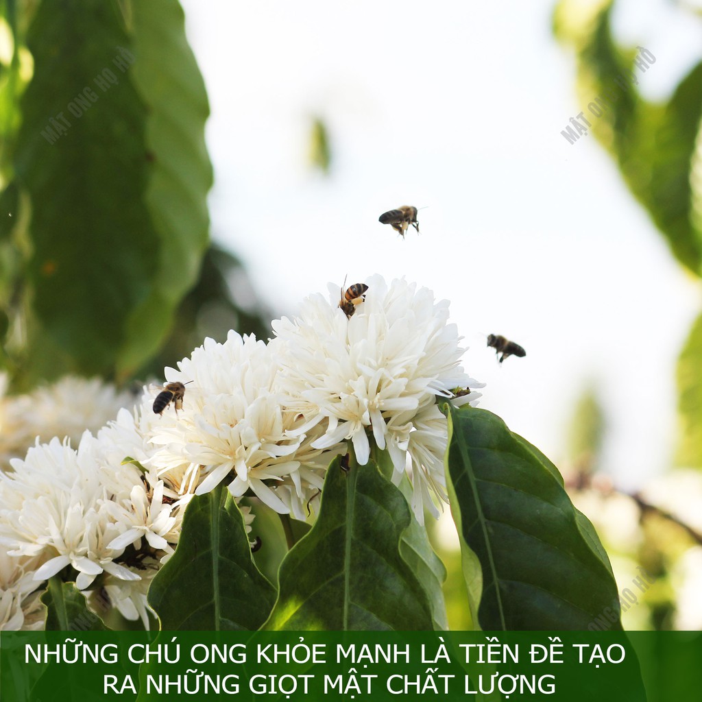 Mật ong nguyên chất chai thủy tinh 420gr mật ong hoa cà phê, mật ong hoa nhãn, mật ong hoa bạc hà tùy chọn nguyên chất