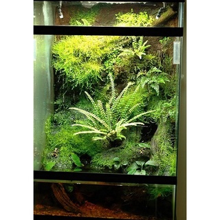 Vải giữ ẩm cho bán cạn, terrarium.