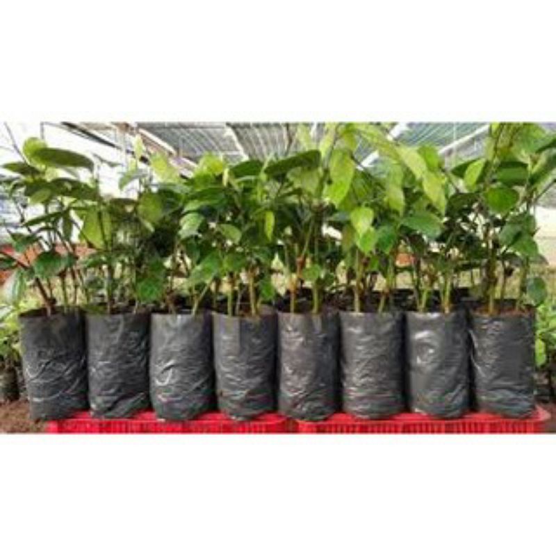 500 gram túi bầu ươm cây 6,5x15