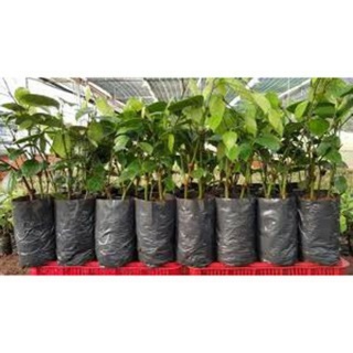 400gram túi bầu ươm 12x22