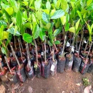 CÂY GIỐNG MÍT THÁI SIÊU SỚM