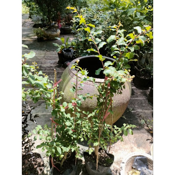 Chậu hoa tường vi hồng