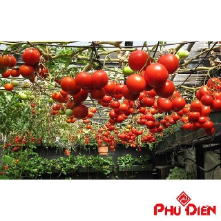 Gói 30 hạt giống cà chua leo giàn  PHÚ ĐIỀN