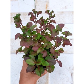 Cây diệu kỉ đỏ, rau dền Nhật