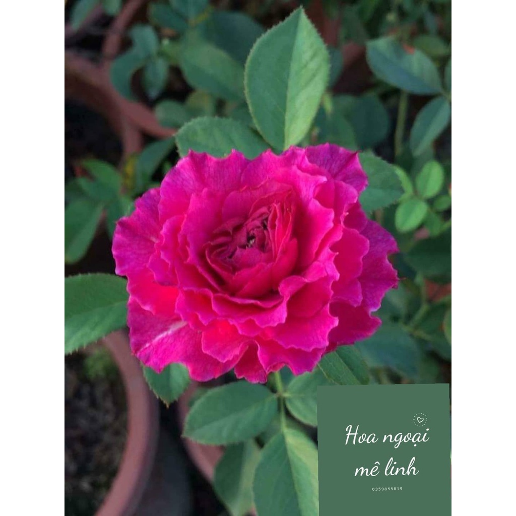 Hoa hồng ngoai Ramukan rose màu hồng đậm tuyệt đẹp -hoangoaimelinh