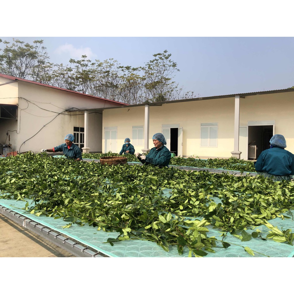 Cao dây thìa canh 100gr  - Nông Dược Yên Bái