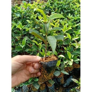 Cây giống mộc hương