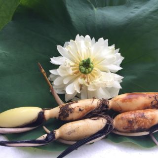 Hoa sen Thái Lan 2