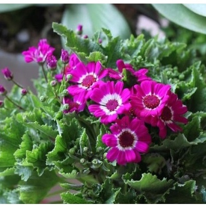 50h Hạt Giống Hoa Cúc Lá Nho Mix Màu ( tặng kèm thuốc kích mầm ra rễ)