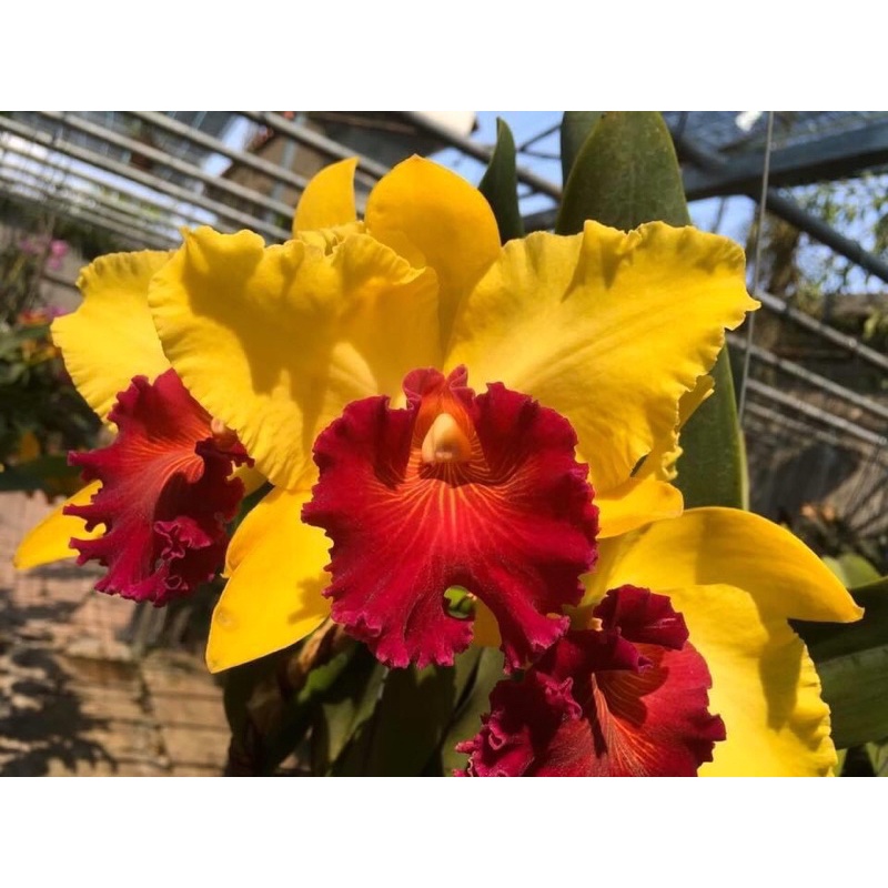 Lan Cattleya Hoa vàng lưỡi đỏ Amaki hoa thơm