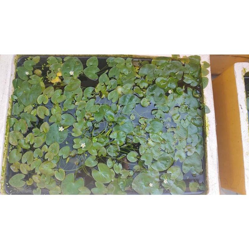 3cây thủy nữ đẹp⚘có 4 đến 5 lá/1câyrẻ nhất shopee