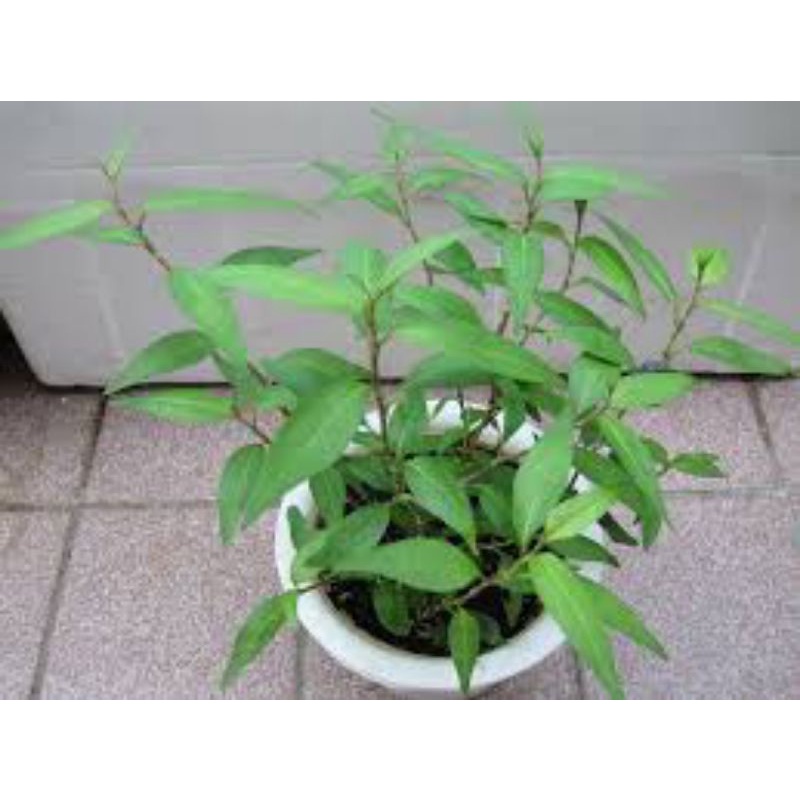 cây giống rau răm