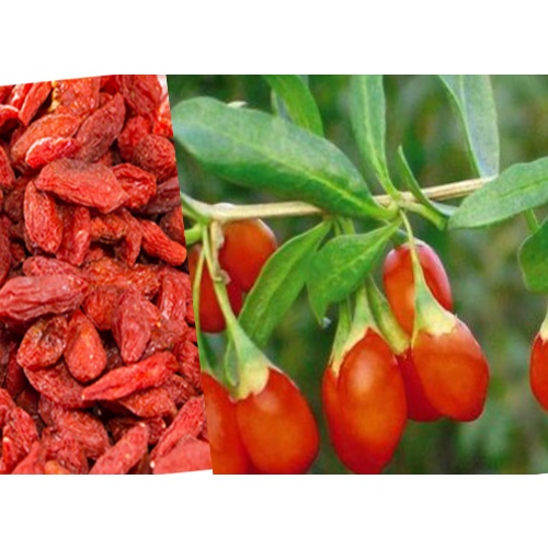 Hạt giống Câu kỳ tử - Gói lớn nhiều hạt, Tặng gói kích nảy mầm