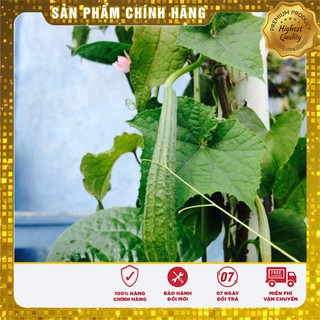 Hạt Giống Mướp Khía Thái Lan(10 hạt)