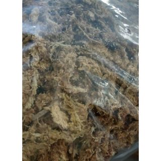 Dớn Chile trồng Lan 100g