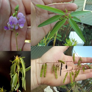 Hạt giống nhảy múa