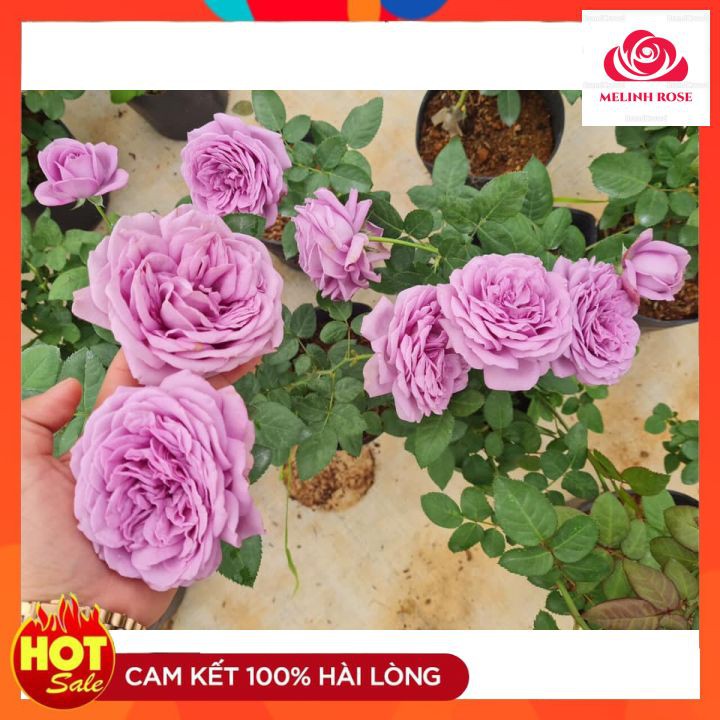 Hoa hồng ngoại Kinda Blue rose – Nàng thơ tím lavender hút hồn triệu tín đồ yêu hoa-Vườn Hoa Melinhrose