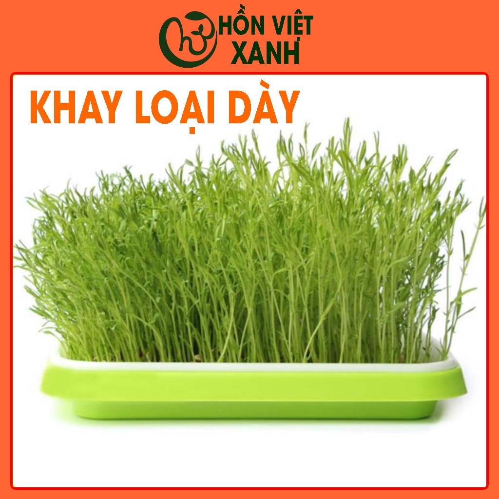 Khay trồng rau mầm thủy canh, khay dày chất dẻo dai - Thủy Canh Miền Trung