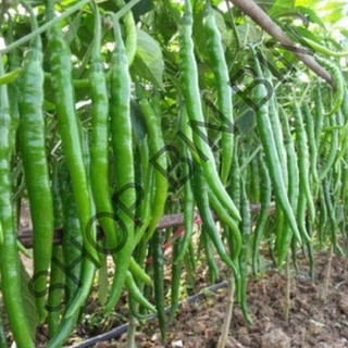 HẠT GIỐNG ỚI ĐẬU ĐŨA ỚT SUNG DÀI