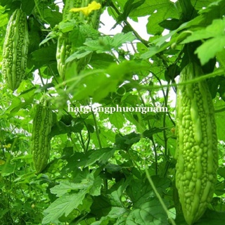 10H - HẠT GIỐNG KHỔ QUA