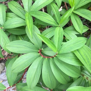 cây mía dò cát lồi