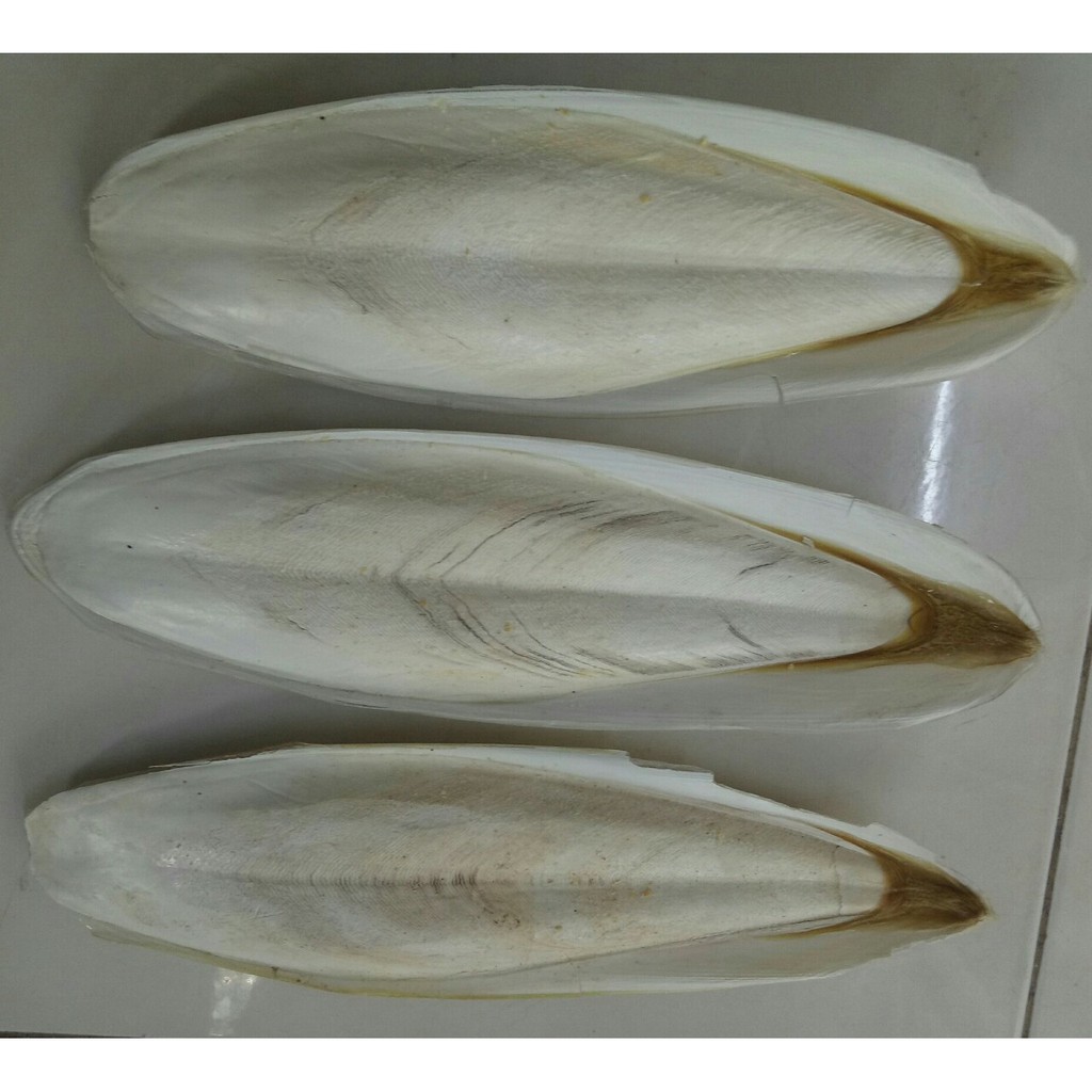 1KG NAN MỰC LOẠI TO DÀI TỪ 16-28CM NGUYÊN MIẾNG CHO CHIM,VẸT VÀ THÚ CƯNG