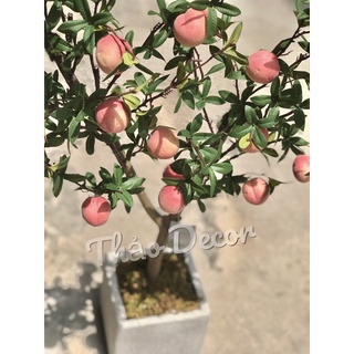 Cây đào tiên 1m2( ảnh thật tự chụp)