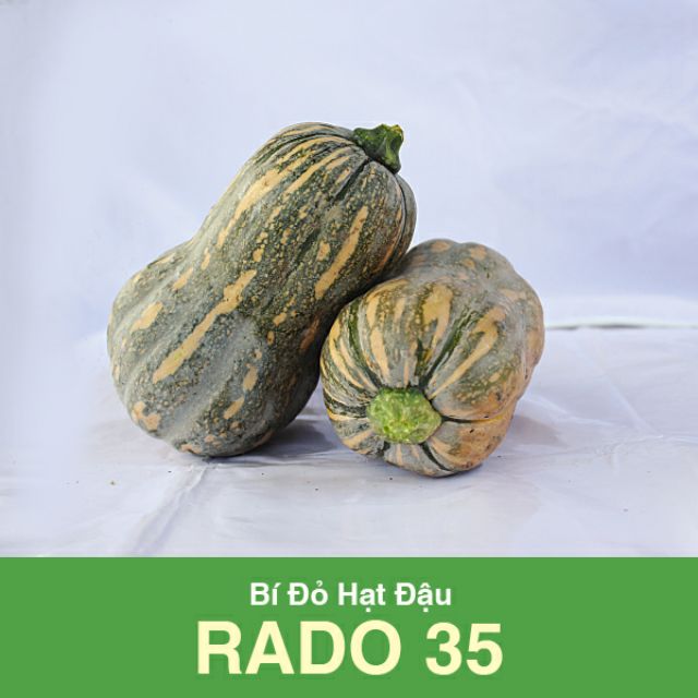 Hạt giống bí đỏ hạt đậu ăn mềm dẻo