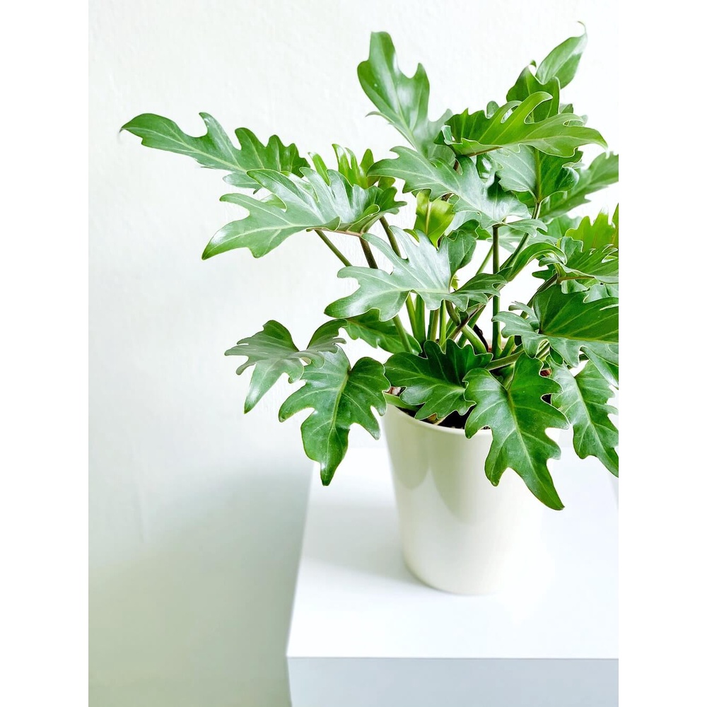 Cây Philodendron xanadu (Trầu Cánh Phượng) chậu nhựa