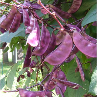 Hạt giống Đậu Ván Tím