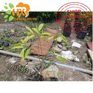 combo 5 cây  gió bầu cây giống