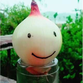 Hạt giống Củ hành tây LS